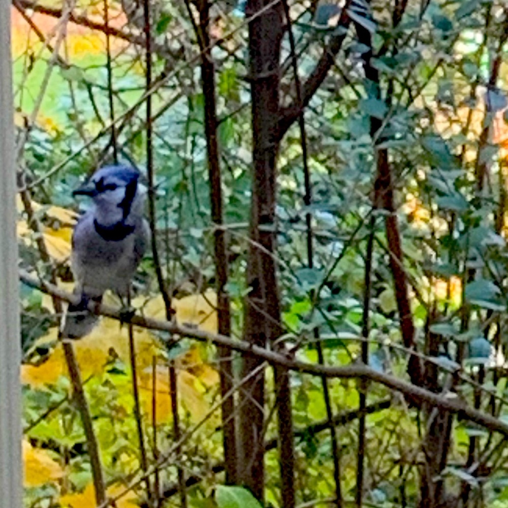 Meet your Posher, Justine